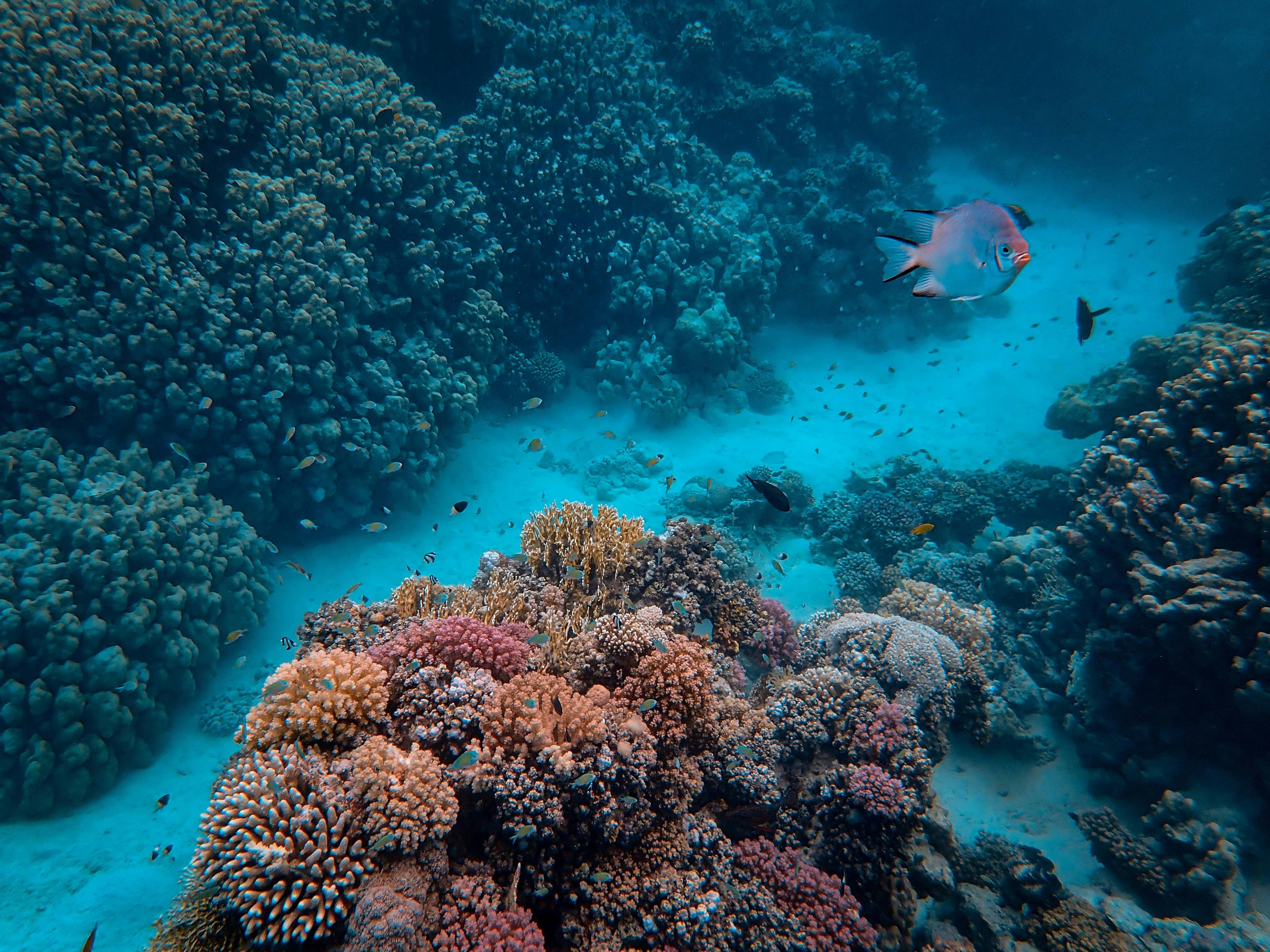 Study Highlights Environmental Sensitivity to Chemical Pollutants and the Importance of Biologically Compatible Ingredients